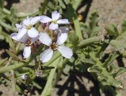 Attēlu rezultāti vaicājumam “Cakile maritima subsp. baltica flower”