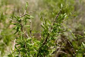 Attēlu rezultāti vaicājumam “Lycogala roseosporum sessile”