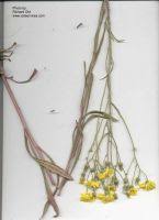 Attēlu rezultāti vaicājumam “Crepis tectorum fruit”