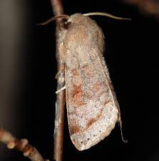 Attēlu rezultāti vaicājumam “Orthosia sp.”