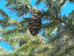 Attēlu rezultāti vaicājumam “Pseudotsuga menziesii fruit”