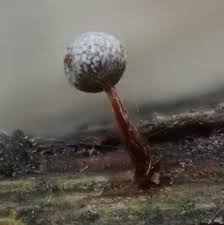 Attēlu rezultāti vaicājumam “Stemonaria irregularis young”