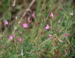 Attēlu rezultāti vaicājumam “Epilobium palustre”