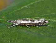 Attēlu rezultāti vaicājumam “Platytes alpinella”