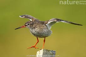 Attēlu rezultāti vaicājumam “Tringa totanus”