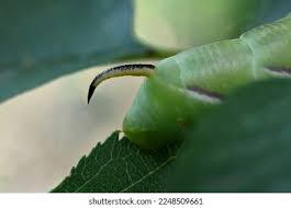 Attēlu rezultāti vaicājumam “Sphinx ligustri larva”