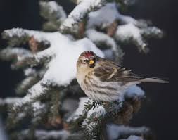 Attēlu rezultāti vaicājumam “Carduelis flammea female”