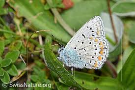 Attēlu rezultāti vaicājumam “Plebejus idas”
