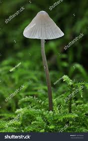 Attēlu rezultāti vaicājumam “Mycena filopes”