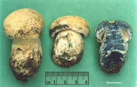 Attēlu rezultāti vaicājumam “Gyroporus cyanescens”