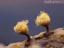 Attēlu rezultāti vaicājumam “Hemitrichia clavata macro”