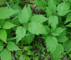 Attēlu rezultāti vaicājumam “Clematis leaf”