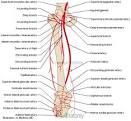 Arteries of <b>lower</b> limb - Thigh