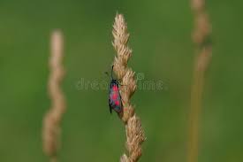 Attēlu rezultāti vaicājumam “Zygaena sp.”