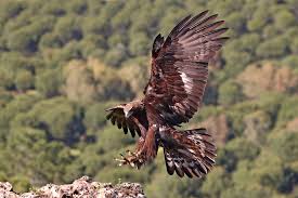 Attēlu rezultāti vaicājumam “Aquila chrysaetos”