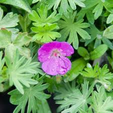 Attēlu rezultāti vaicājumam “Geranium sanguineum flower”
