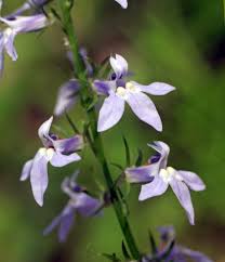 Attēlu rezultāti vaicājumam “Lobeliaceae”