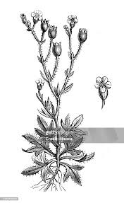 Attēlu rezultāti vaicājumam “Saxifraga tridactylites fruit”