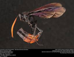 Attēlu rezultāti vaicājumam “Ichneumonidae”