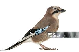 Attēlu rezultāti vaicājumam “Garrulus glandarius”