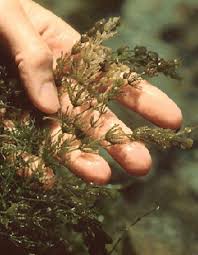 Attēlu rezultāti vaicājumam “Chara aspera male”