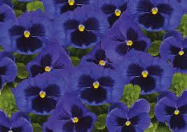 Image result for Viola wittrockiana