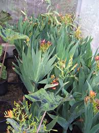 Image result for Pardancanda norrisii