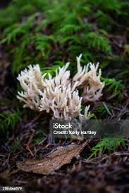 Attēlu rezultāti vaicājumam “Tremellodendropsis tuberosa”