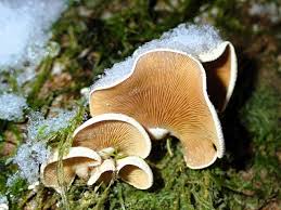 Attēlu rezultāti vaicājumam “Panellus stipticus”