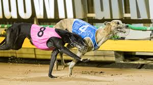 Image result for Sandown Sports Club