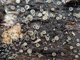 Attēlu rezultāti vaicājumam “Hyphodiscus hymeniophilus”