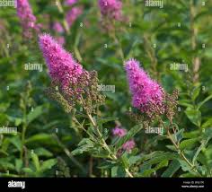 Attēlu rezultāti vaicājumam “Spiraea salicifolia”