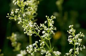 Attēlu rezultāti vaicājumam “Galium album flower”