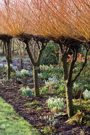 Attēlu rezultāti vaicājumam “Salix alba var. vitellina”