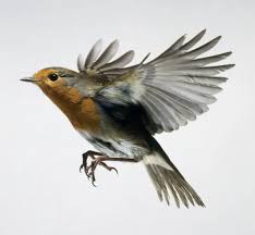 Attēlu rezultāti vaicājumam “Erithacus rubecula”