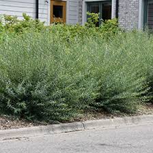 Attēlu rezultāti vaicājumam “Salix purpurea”