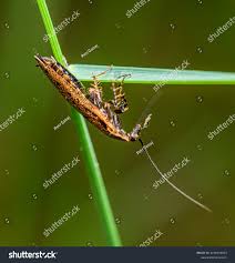 Attēlu rezultāti vaicājumam “Ectobius sylvestris male”