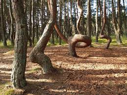 Image result for лес,