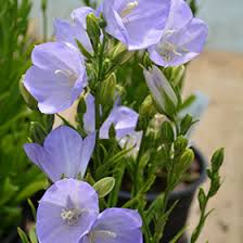 Attēlu rezultāti vaicājumam “Campanula persicifolia”