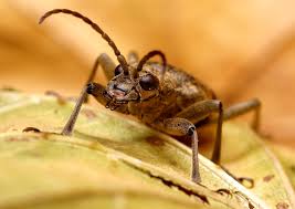 Attēlu rezultāti vaicājumam “Rhagium mordax”