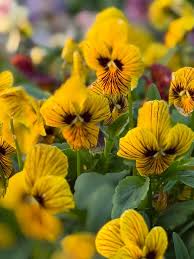 Image result for Viola cornuta