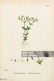 Attēlu rezultāti vaicājumam “Cerastium semidecandrum”