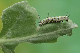 Attēlu rezultāti vaicājumam “Melanchra persicariae larva”