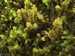 Attēlu rezultāti vaicājumam “Scapania lingulata”