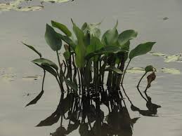 Attēlu rezultāti vaicājumam “Alisma plantago-aquatica fruit”