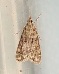 Attēlu rezultāti vaicājumam “Eudonia lacustrata”