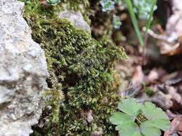 Attēlu rezultāti vaicājumam “Gyroweisia tenuis”