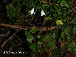 Attēlu rezultāti vaicājumam “Linnaea borealis fruit”