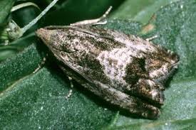 Attēlu rezultāti vaicājumam “Cydia splendana”