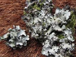 Attēlu rezultāti vaicājumam “Hypotrachyna sp.”